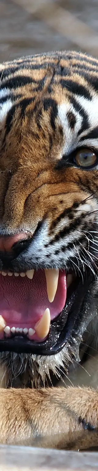 Bengalische Tiger beobachten